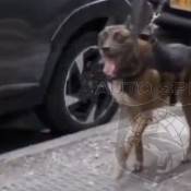 Easter Egg Hunt vs Easter Car Hunt One Went Terribly Wrong