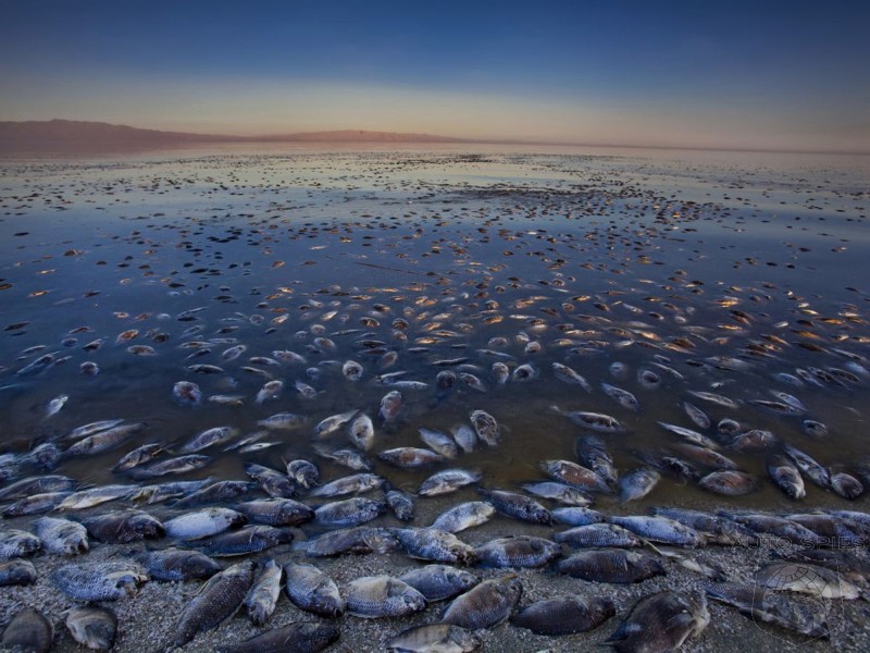After Killing The Salton Sea, California Now Considers Stripping It For EV Minerals