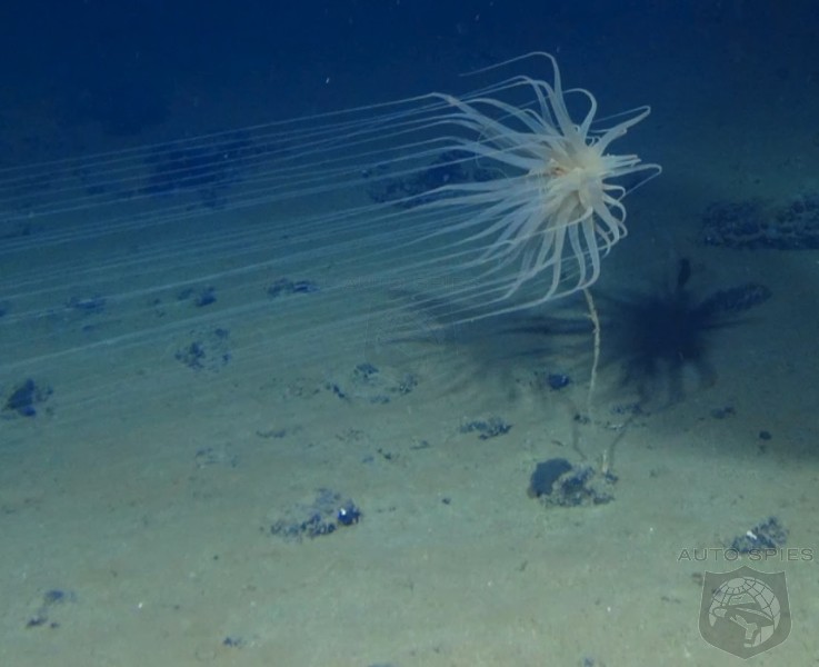 Scientists Discover 5,000 New Species Of Life On Ocean Floor Where ...